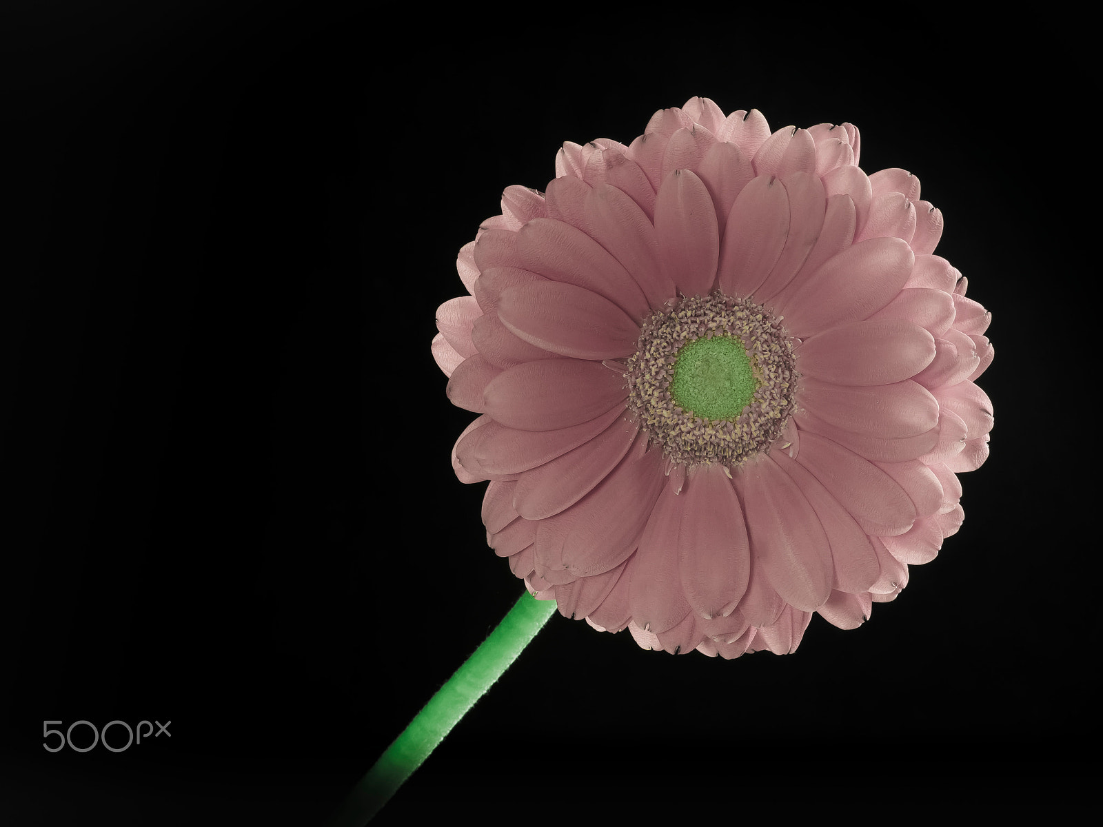 Olympus M.Zuiko Digital 14-42mm F3.5-5.6 II R sample photo. Gerbera daisy flower in bloom photography