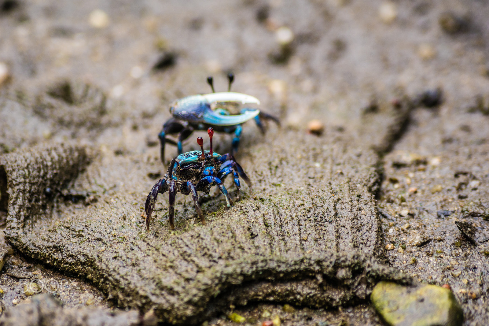 Sony ILCA-77M2 + Sony DT 55-200mm F4-5.6 SAM sample photo. Blue crabs tango photography