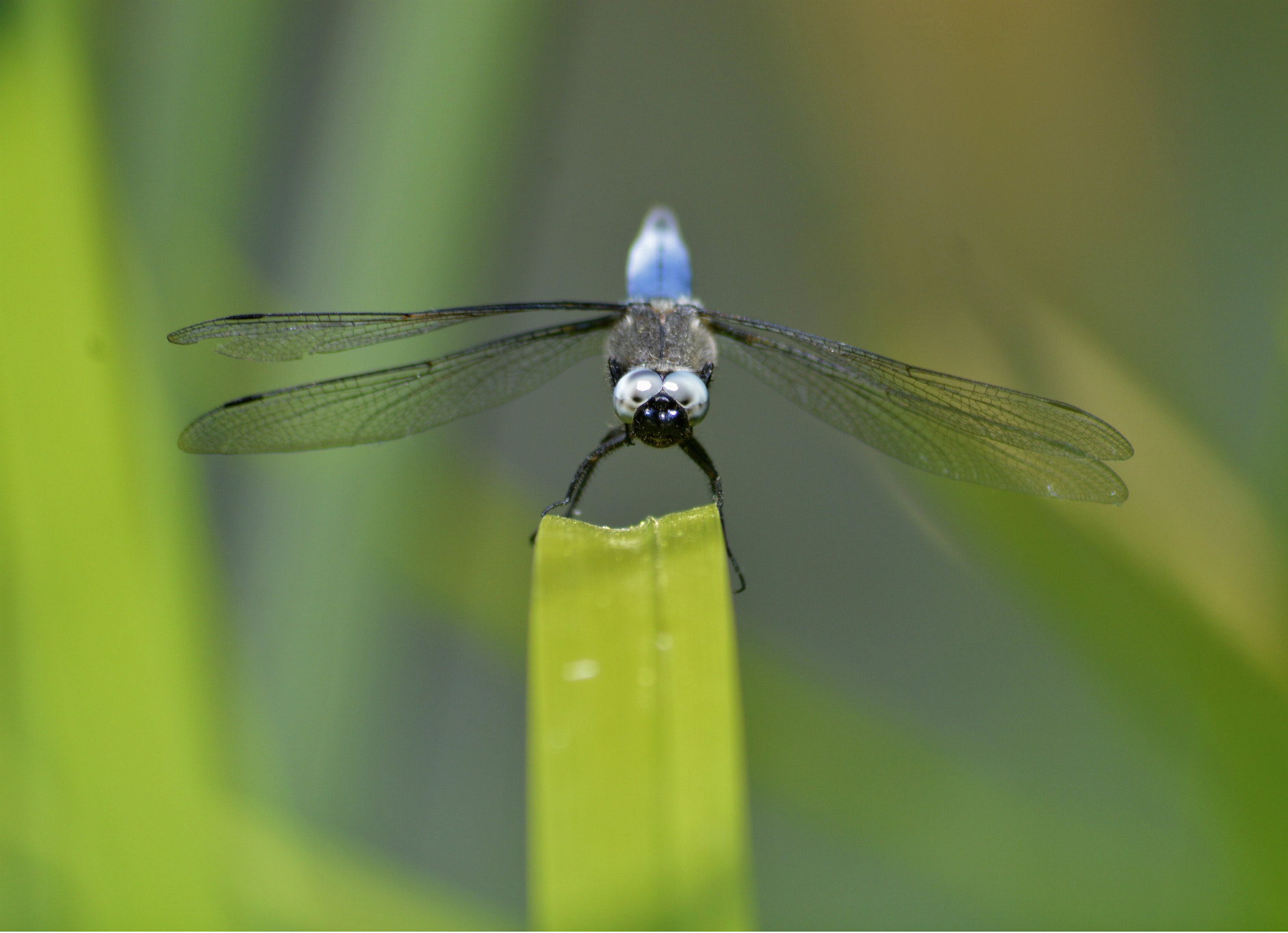 Nikon AF-S Nikkor 50mm F1.8G sample photo. Libellule photography