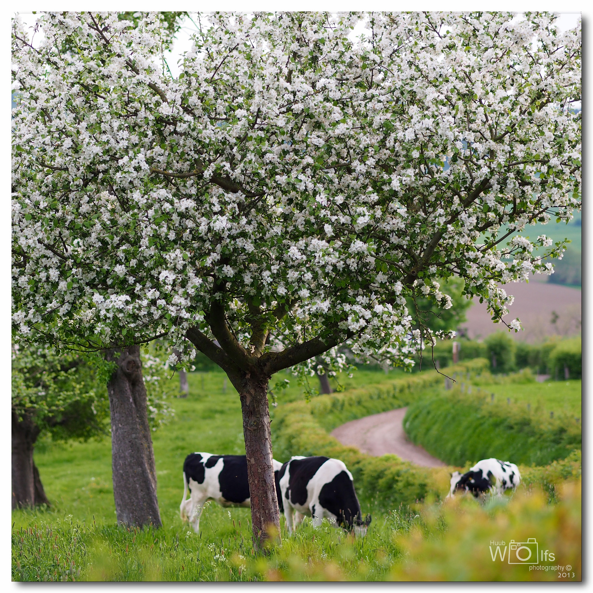 Olympus OM-D E-M5 + Olympus M.Zuiko Digital ED 75mm F1.8 sample photo. Cows and apple trees. photography