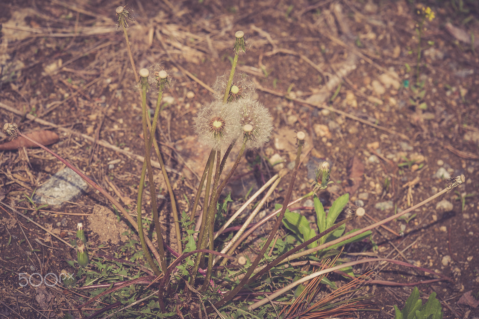 Panasonic Lumix G X Vario 35-100mm F2.8 OIS sample photo. Flower photography