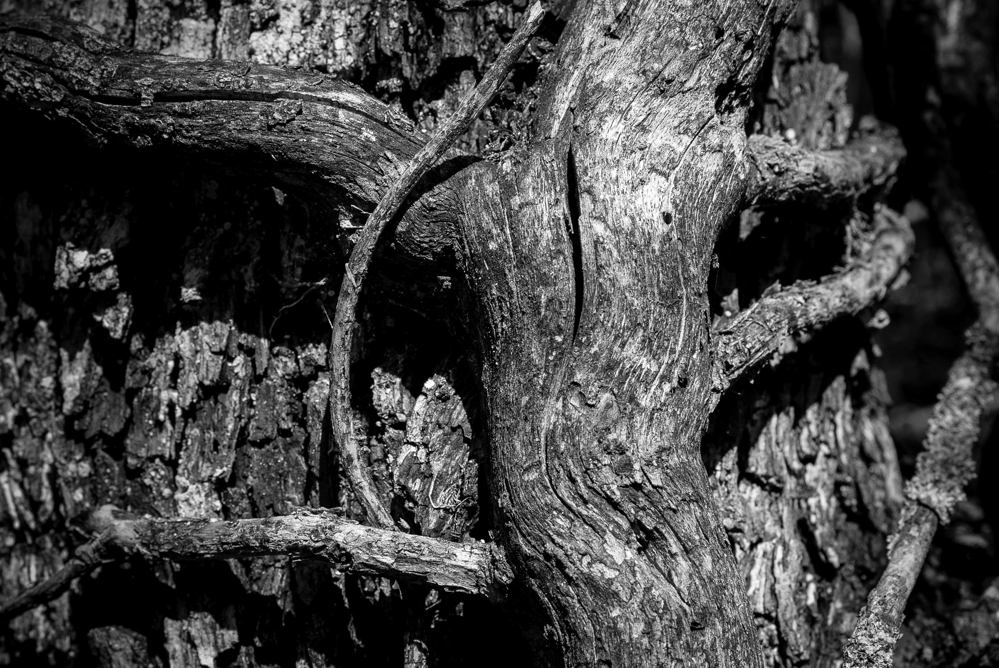 Nikon D200 + Sigma 50mm F2.8 EX DG Macro sample photo. L'étreinte photography