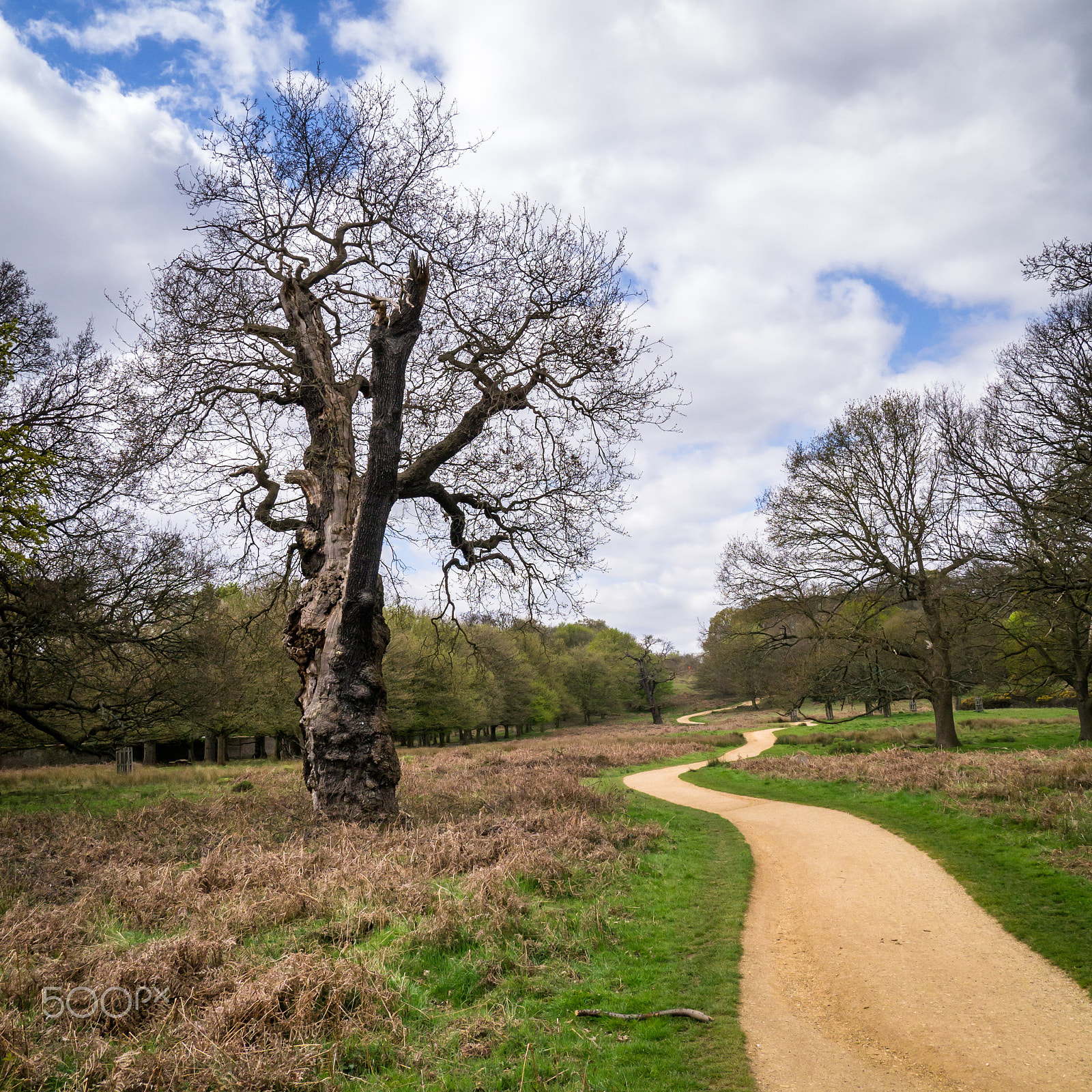 Panasonic Lumix DMC-GX1 sample photo. A split and a path photography