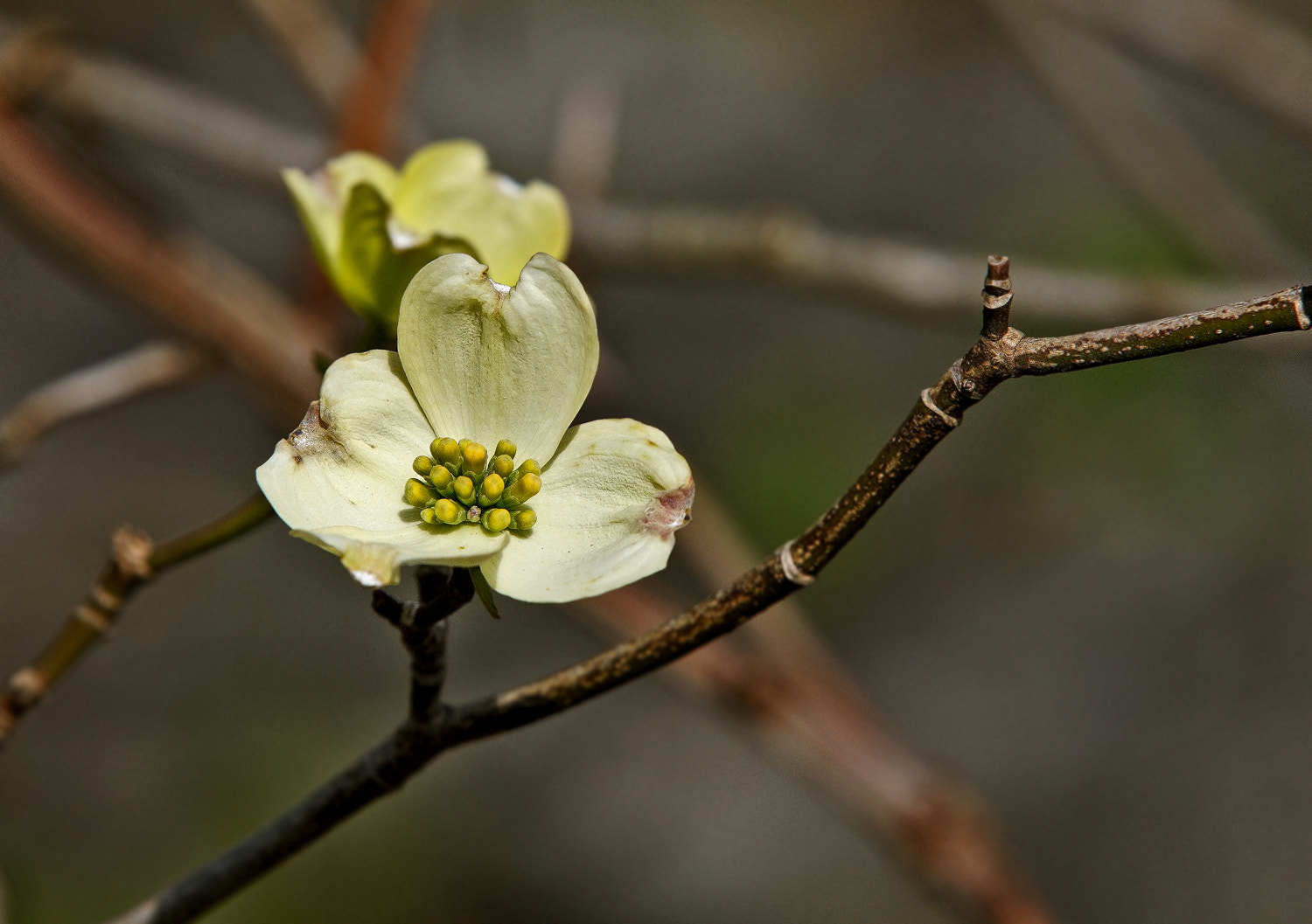 70-200mm F2.8 G SSM OSS II sample photo. Dogwood 1 photography