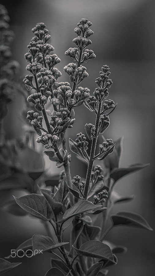 Fujifilm X-Pro1 + Fujifilm XF 90mm F2 R LM WR sample photo. _plant photography