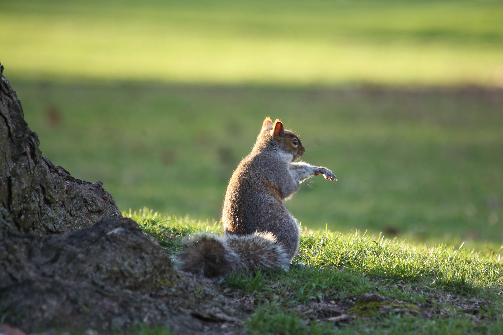 Canon EF 70-300mm F4-5.6 IS USM sample photo