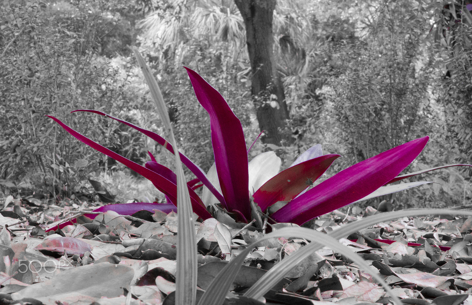 Olympus OM-D E-M10 + Sigma 30mm F1.4 DC DN | C sample photo. Purple ground cover photography
