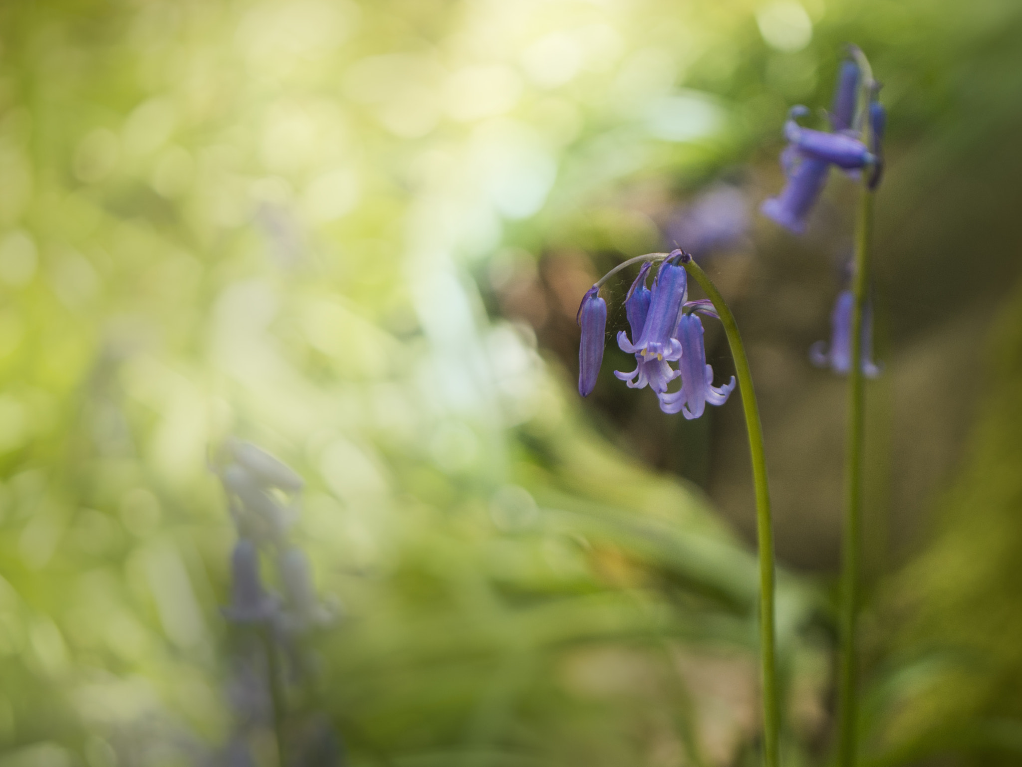 Panasonic Leica DG Macro-Elmarit 45mm F2.8 ASPH OIS sample photo. Swirly bokeh photography