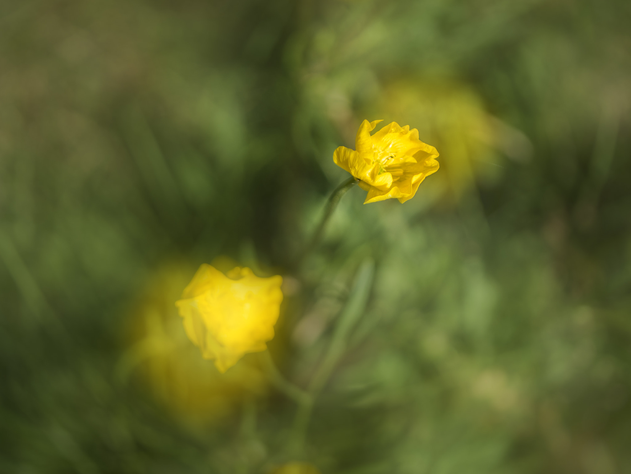 Panasonic Leica DG Macro-Elmarit 45mm F2.8 ASPH OIS sample photo. Yellow in green bokeh photography