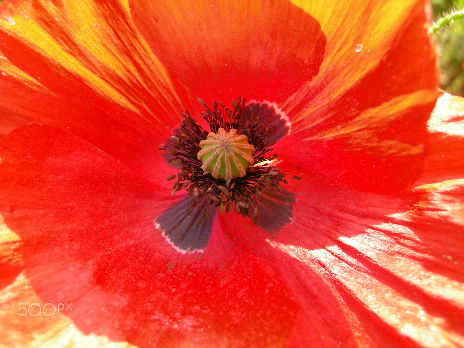 Nikon COOLPIX P5000 sample photo. Poppy in full bloom photography