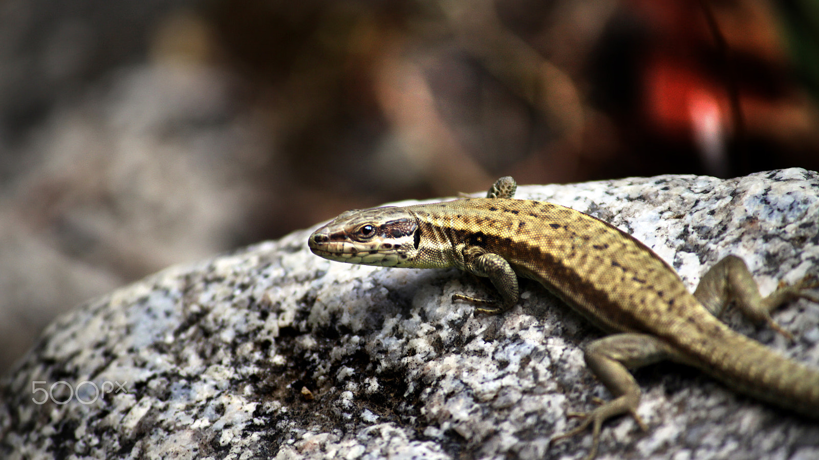 Canon EF-S 55-250mm F4-5.6 IS II sample photo. A small monster photography