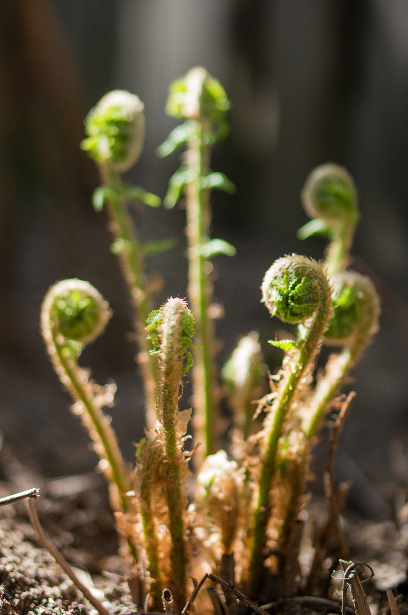 Sony Alpha NEX-5R + E 50mm F1.8 OSS sample photo. The growth of fern photography