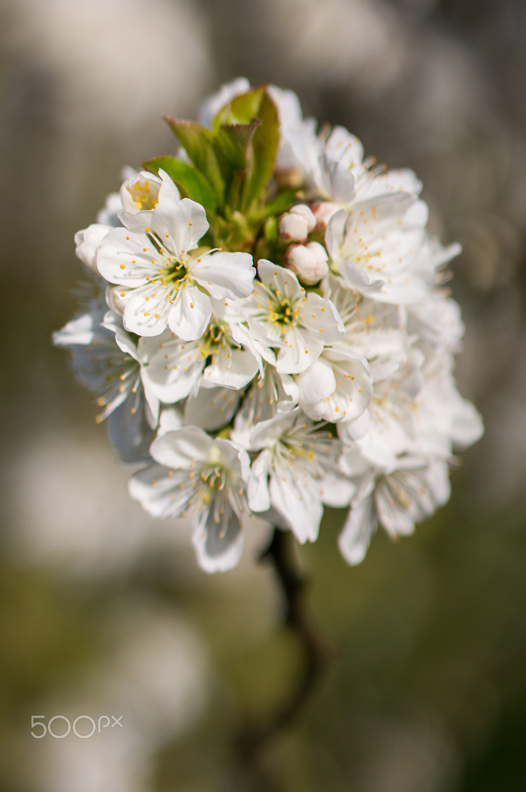 Sony Alpha NEX-5R + E 50mm F1.8 OSS sample photo. Cherry blossom photography
