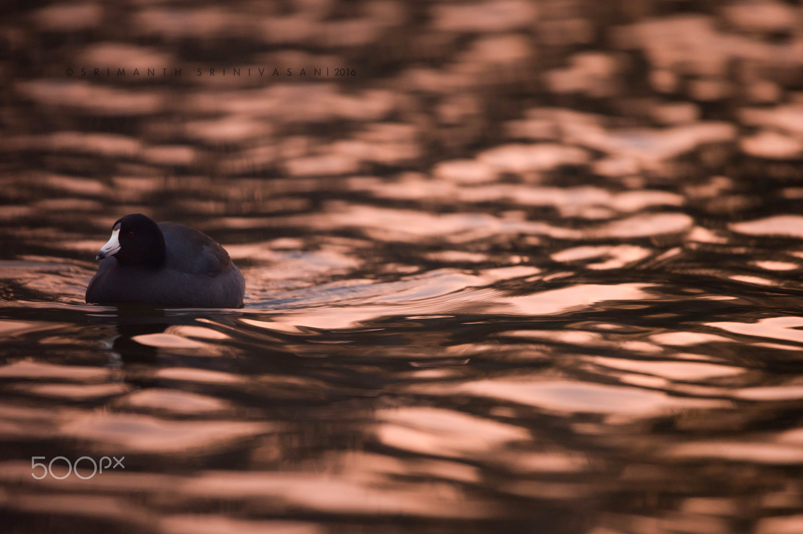 Nikon D610 + Nikon AF-S Nikkor 600mm F4G ED VR sample photo. American coot photography