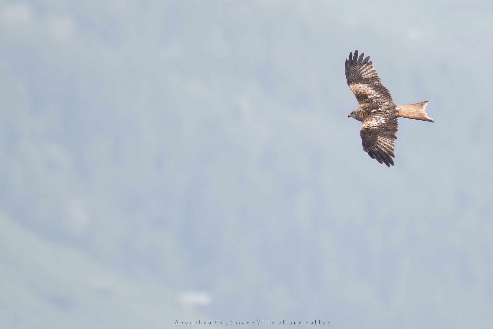 Tamron SP 150-600mm F5-6.3 Di VC USD sample photo. Red kite photography