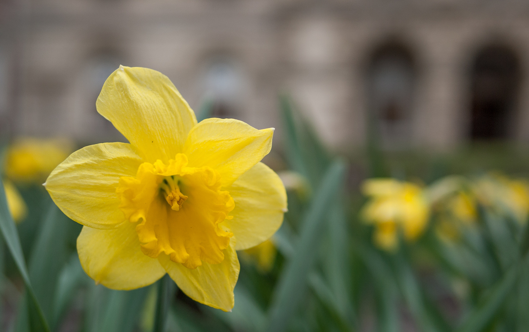 Panasonic Lumix DMC-G1 + Panasonic Leica DG Summilux 25mm F1.4 II ASPH sample photo. Daffodil photography