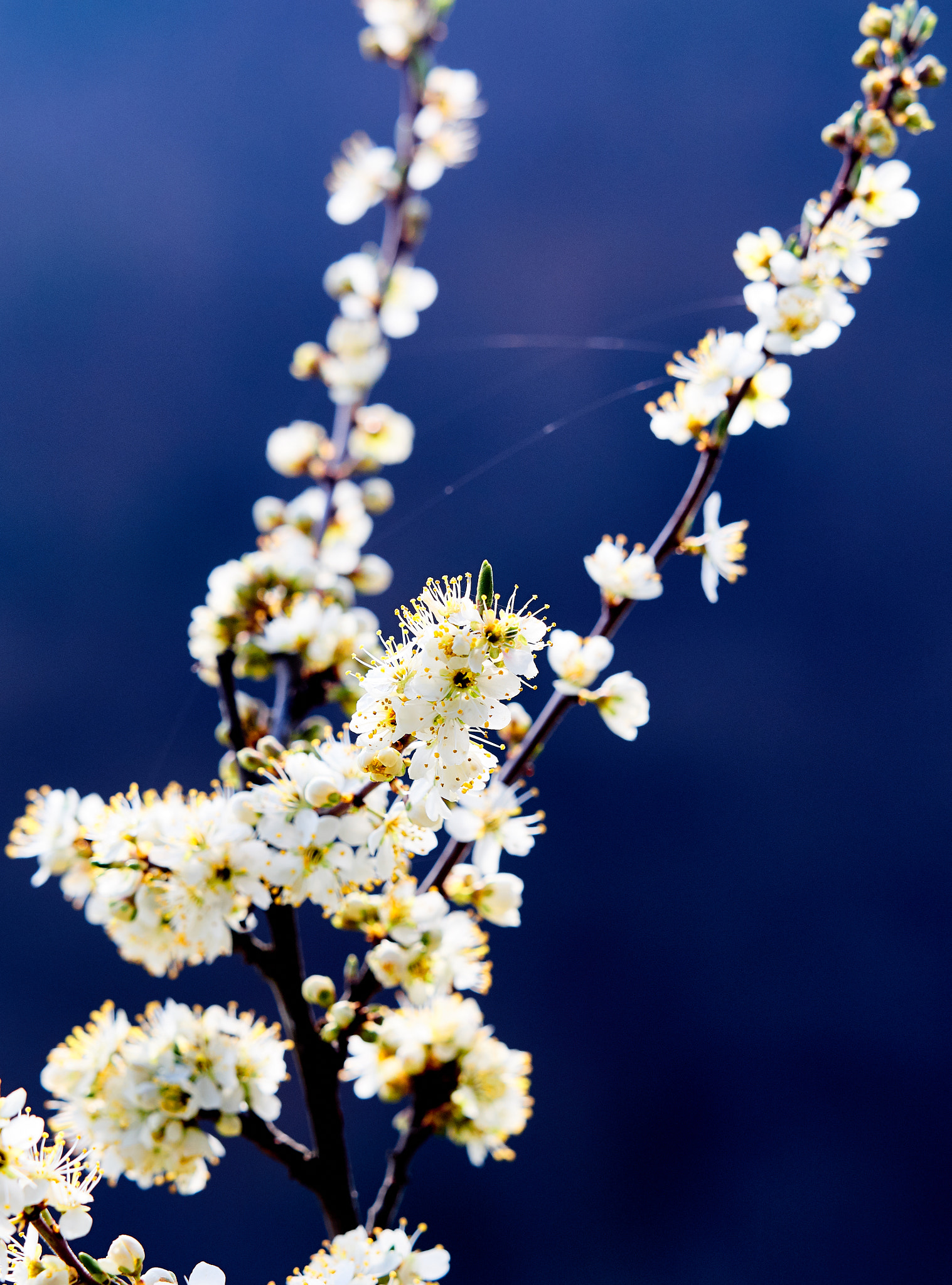 Olympus OM-D E-M5 + Olympus M.Zuiko Digital ED 40-150mm F2.8 Pro sample photo. Tree in bloom photography