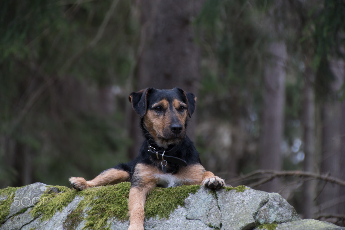 Tamron 18-270mm F3.5-6.3 Di II PZD sample photo. My dog ​​like heights photography
