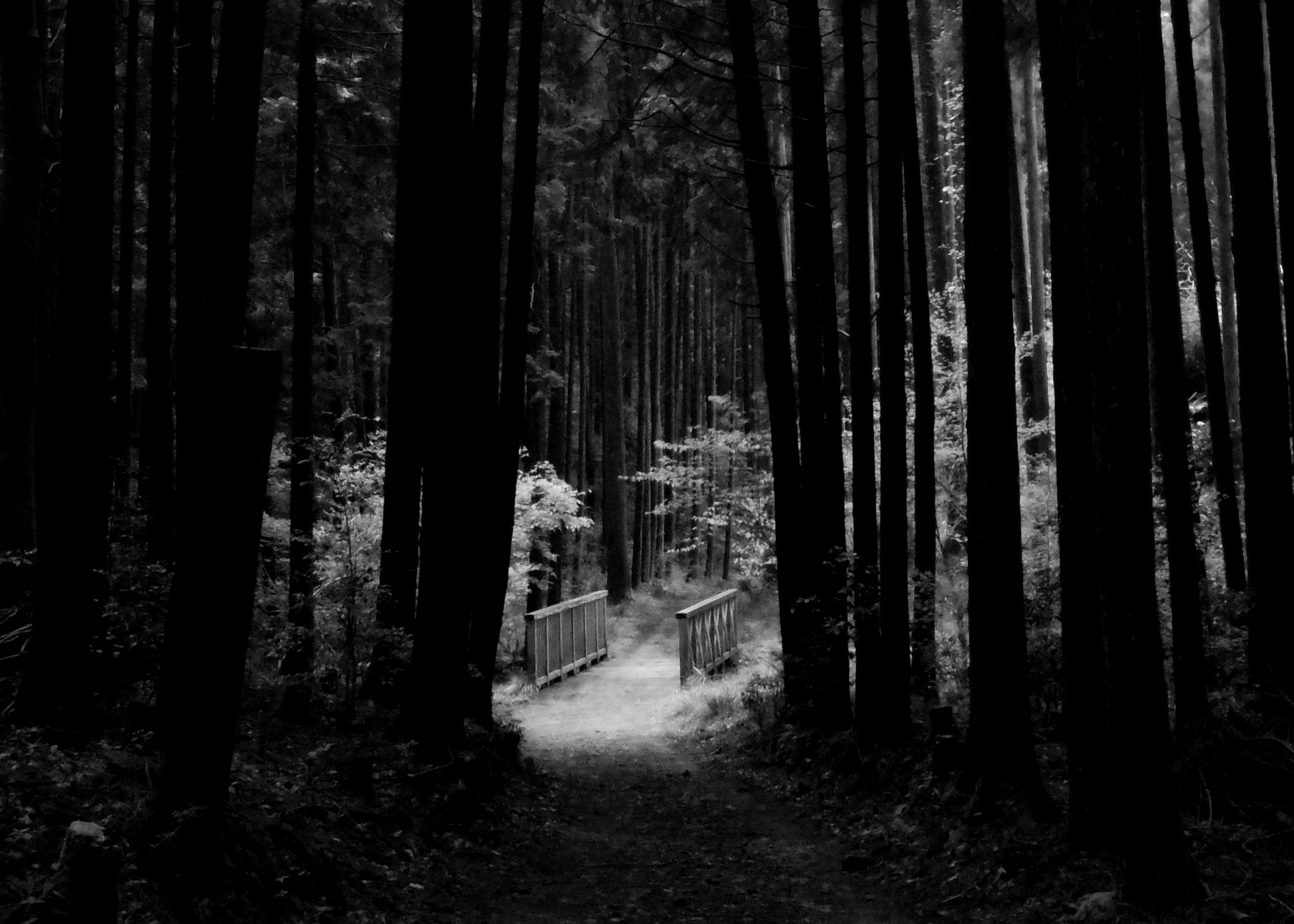 Pentax 02 Standard Zoom sample photo. In the forest photography