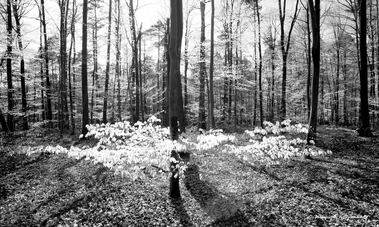 Nikon D600 + AF Nikkor 20mm f/2.8 sample photo. The forest awakes up in spring photography
