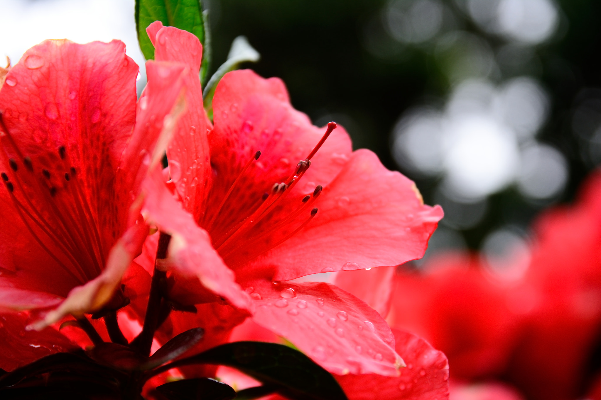 Sigma 17-70mm F2.8-4 DC Macro OS HSM | C sample photo. Red flower photography