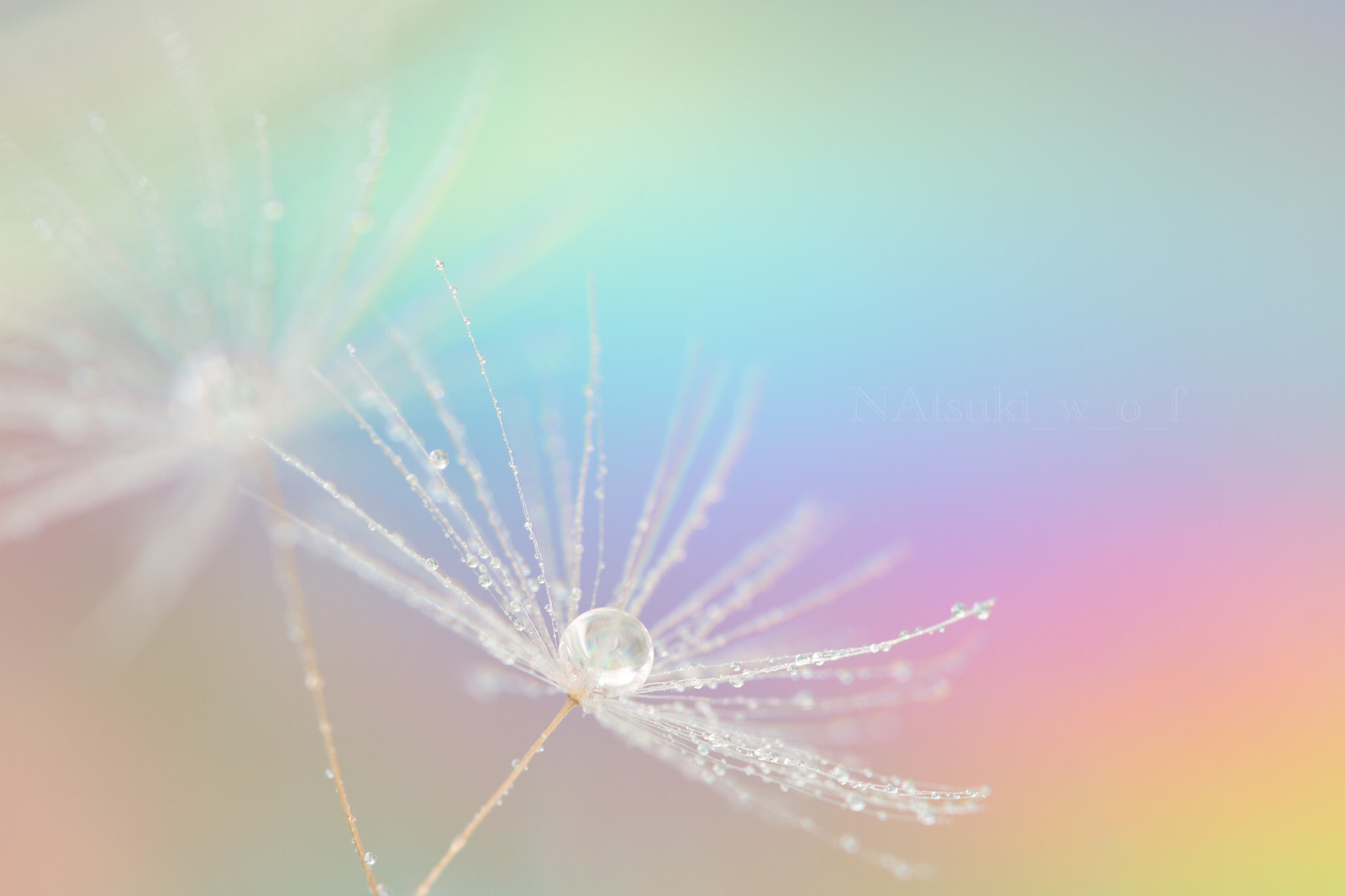 Tamron SP AF 180mm F3.5 Di LD (IF) Macro sample photo. Fantasy world photography