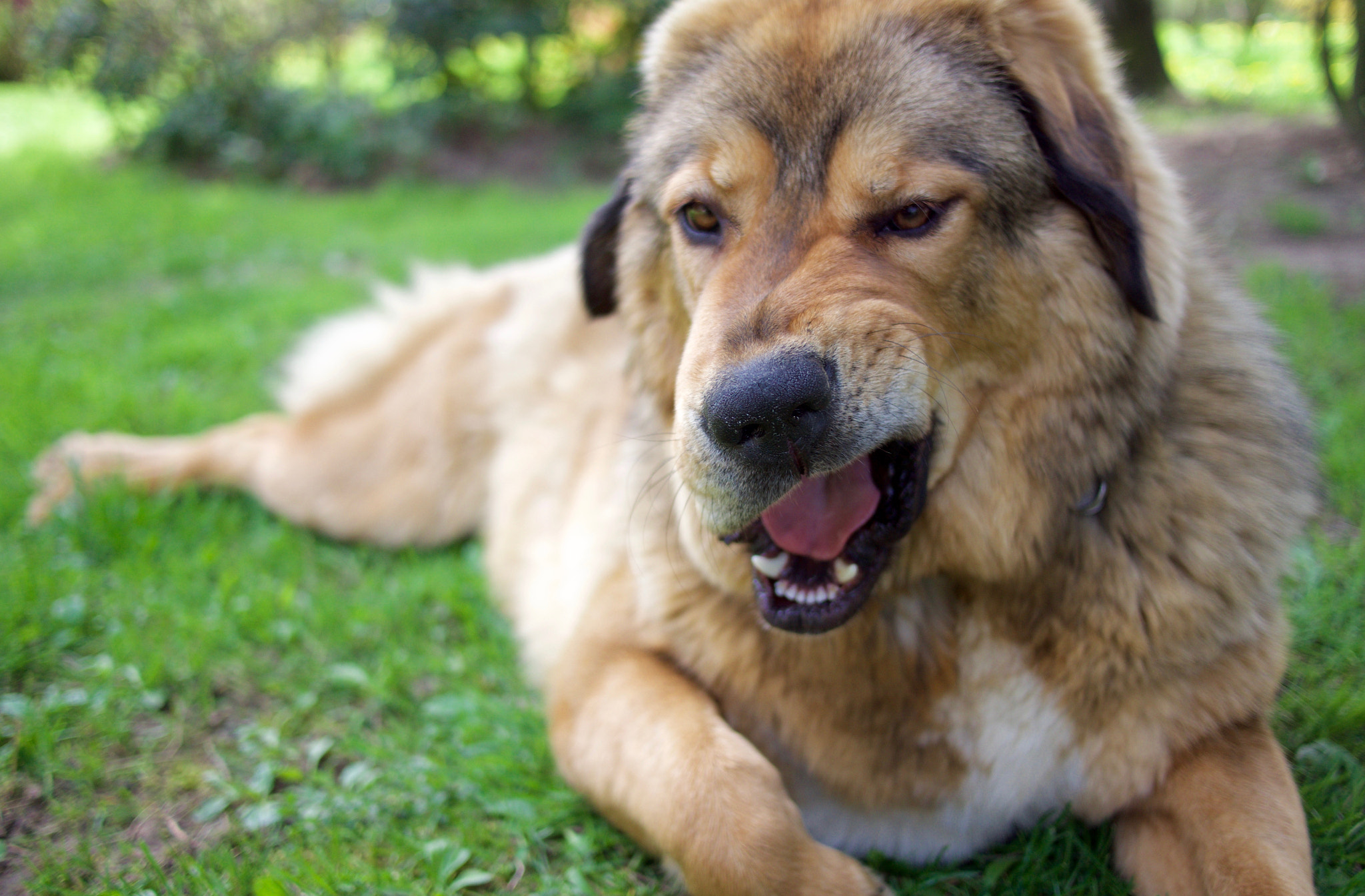 Panasonic Lumix DMC-GH4 + LUMIX G 20/F1.7 II sample photo. Mastiff tibetan photography