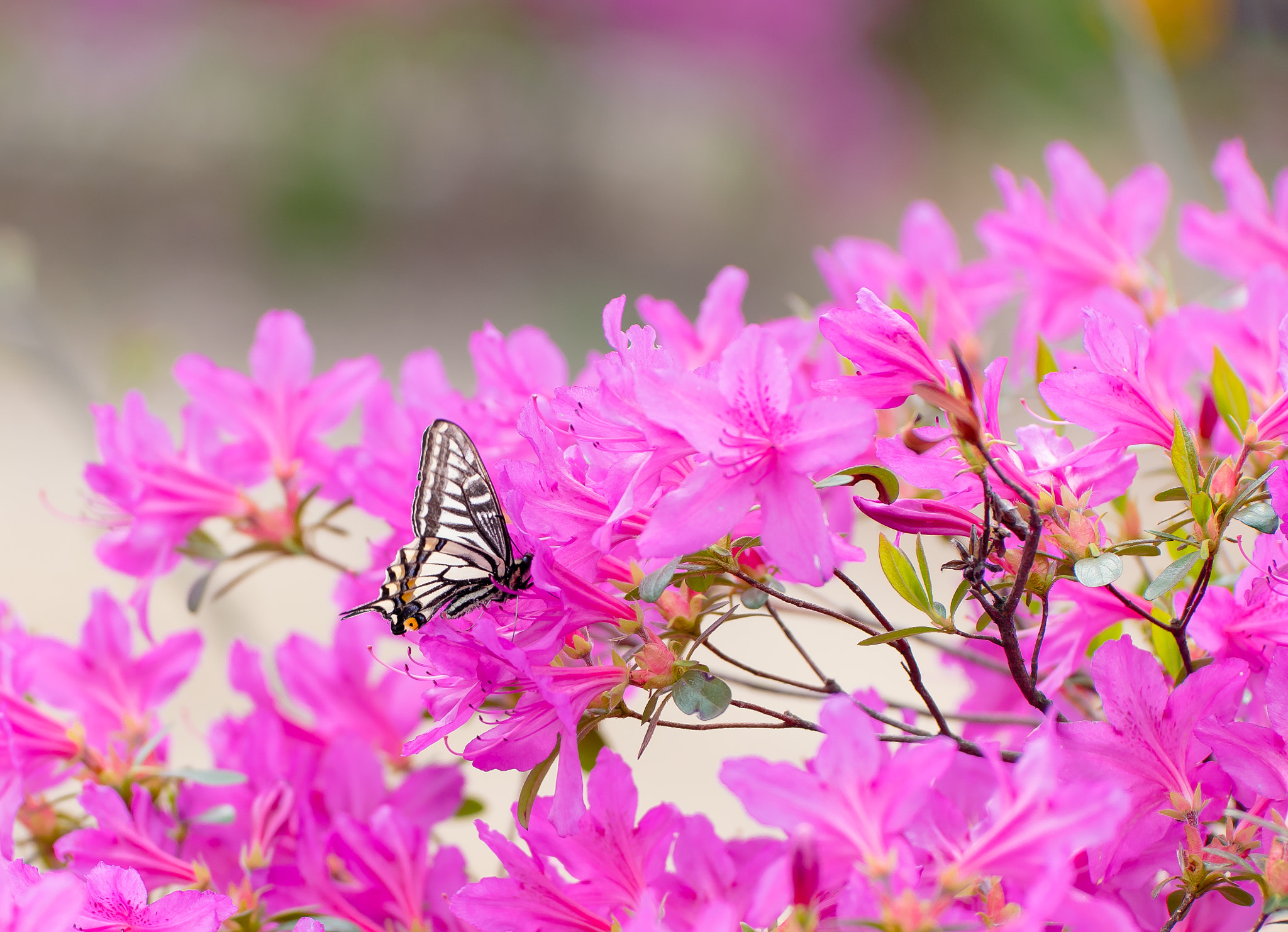 Samsung NX1 + NX 50-150mm F2.8 S sample photo. Oh yea!! swallowtail photography