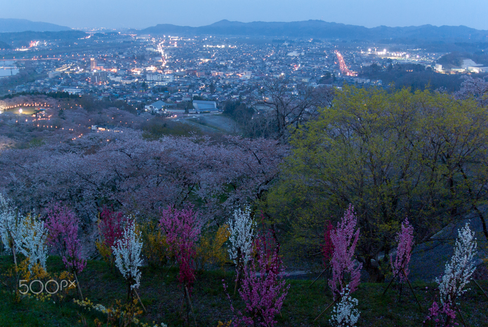 Pentax K10D sample photo. Sakura at dusk photography