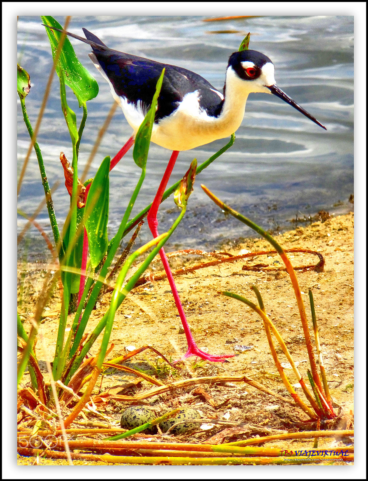 Fujifilm FinePix F850EXR sample photo. Nest. hi mom.!! photography