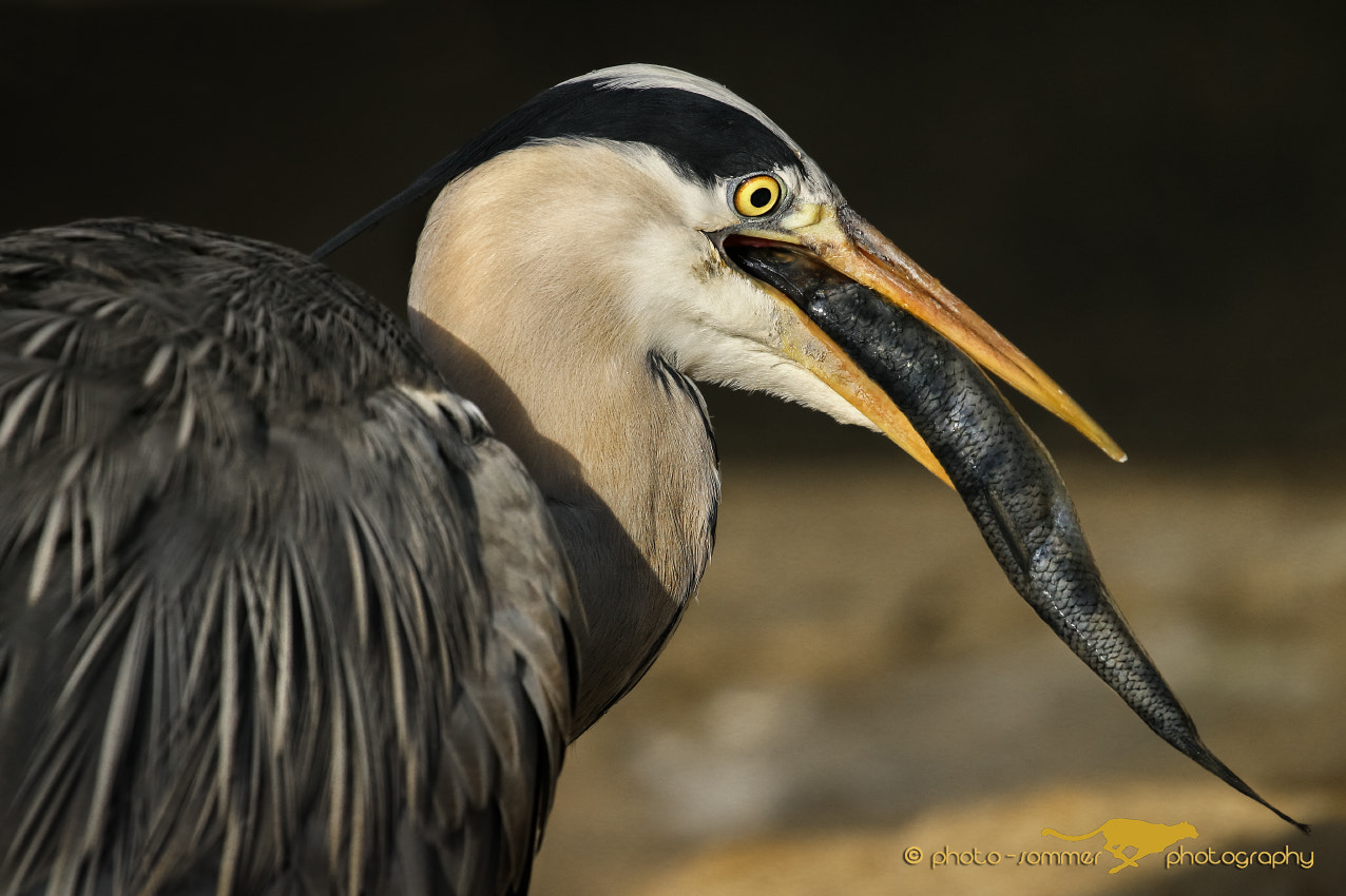 Canon EOS 70D + Canon EF 100-400mm F4.5-5.6L IS II USM sample photo. Great blue heron photography