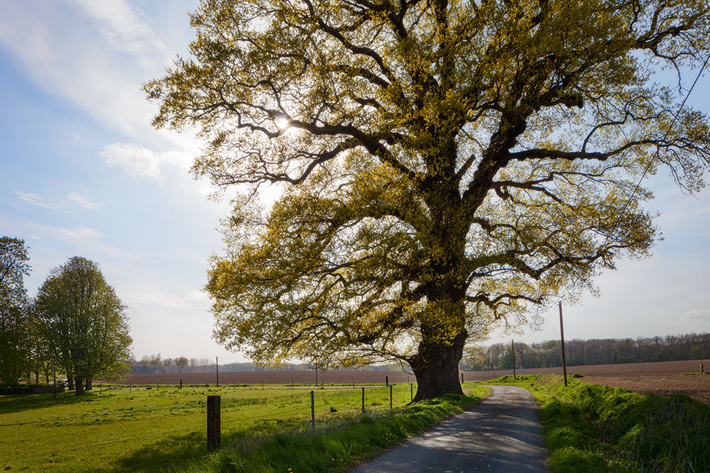 Canon EOS 5D Mark II + Canon TS-E 24.0mm f/3.5 L II sample photo. German old oak photography