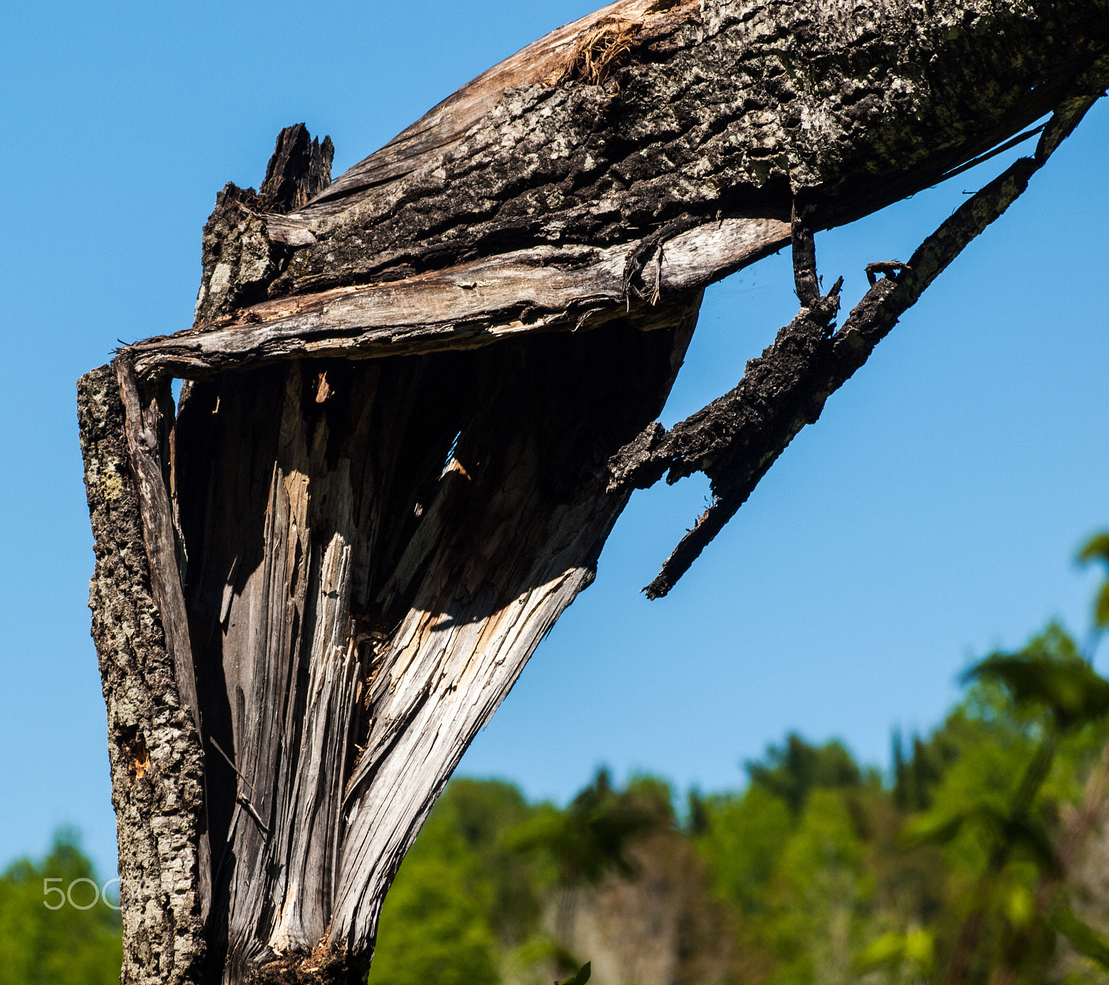 Olympus Zuiko Digital ED 70-300mm F4.0-5.6 sample photo. Twisted and broken by nature photography