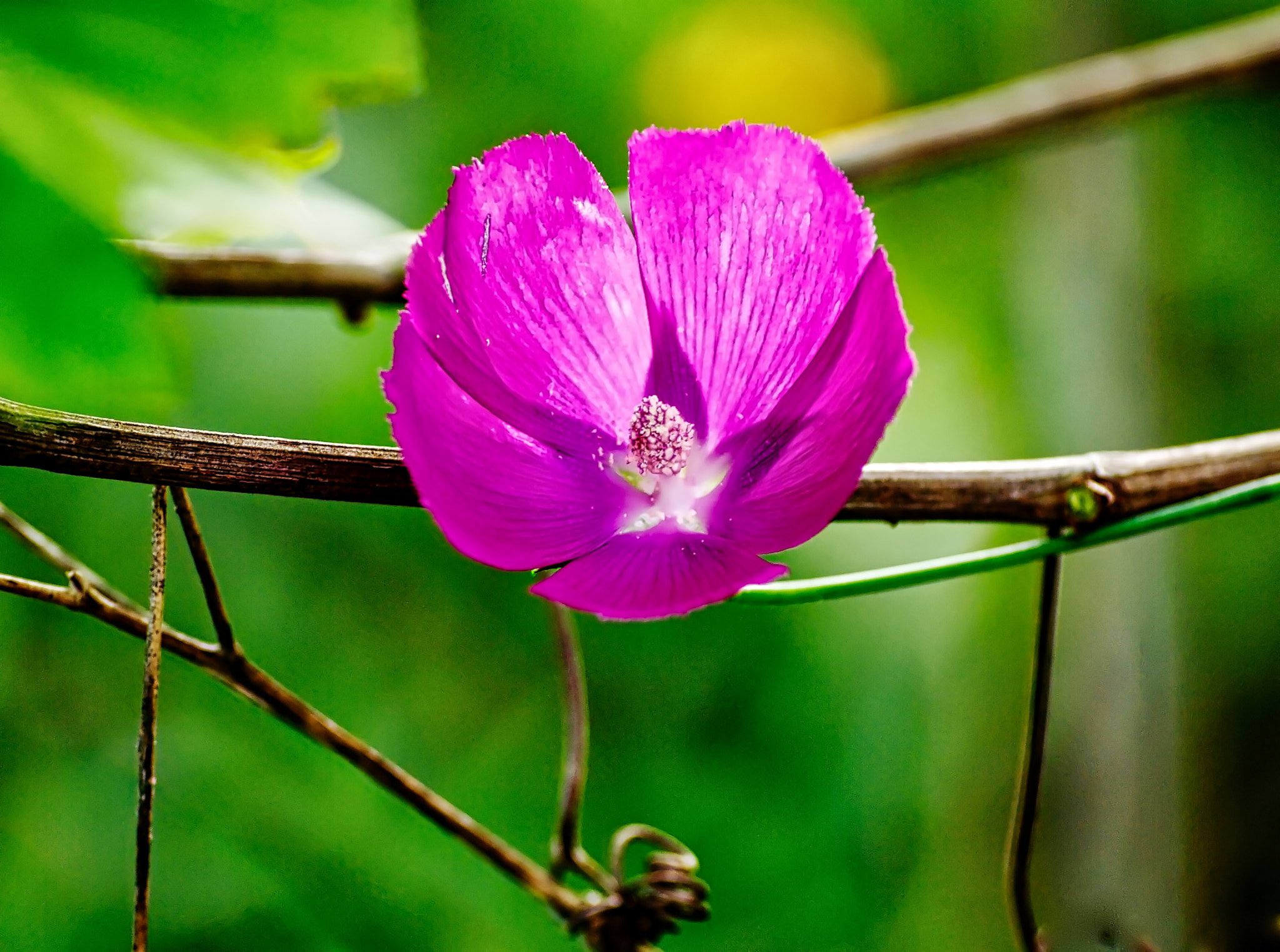 Olympus E-30 sample photo. Winecup & grapevine photography