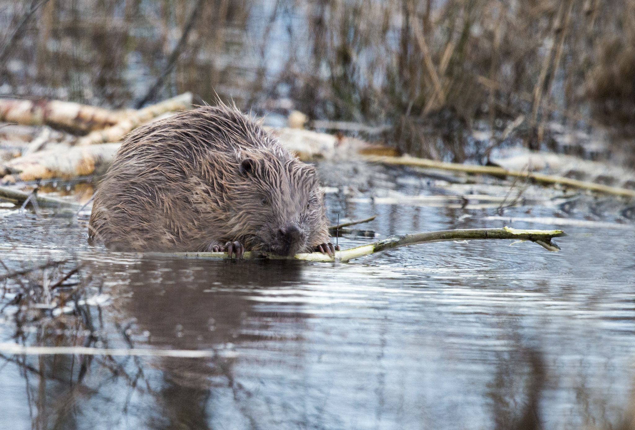 Nikon D800 + Nikon AF-S Nikkor 600mm F4G ED VR sample photo. Hungry beaver photography