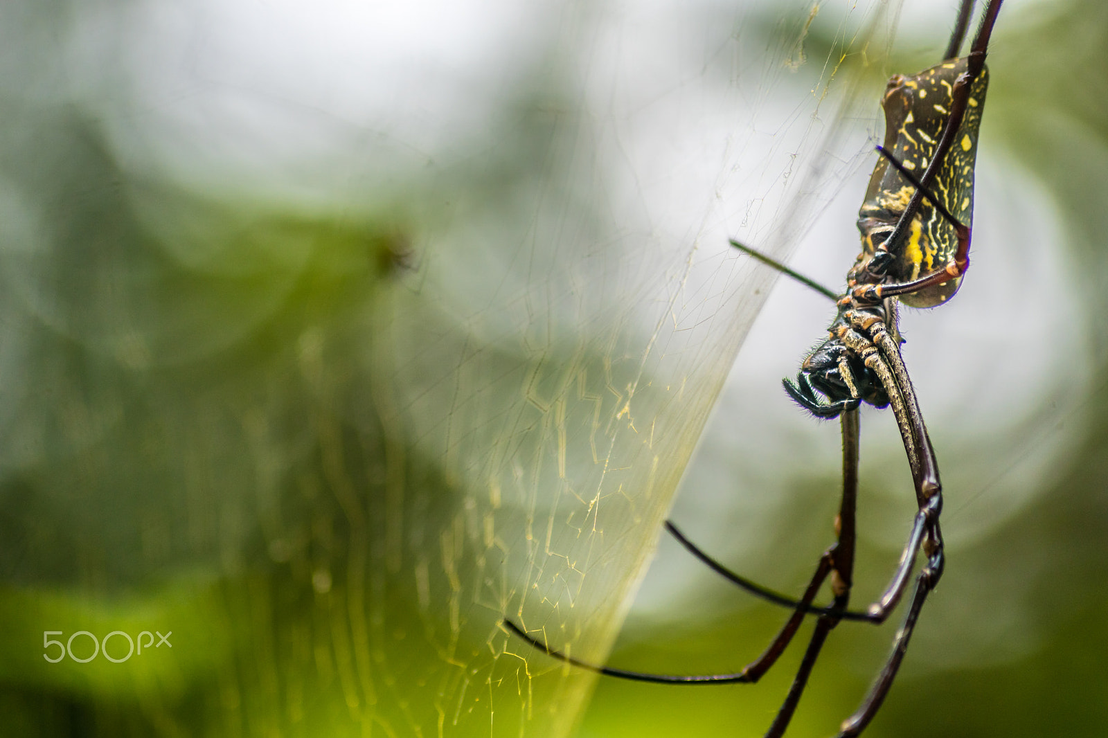 Sony ILCA-77M2 + Sony DT 55-200mm F4-5.6 SAM sample photo. Awaiting the next meal photography