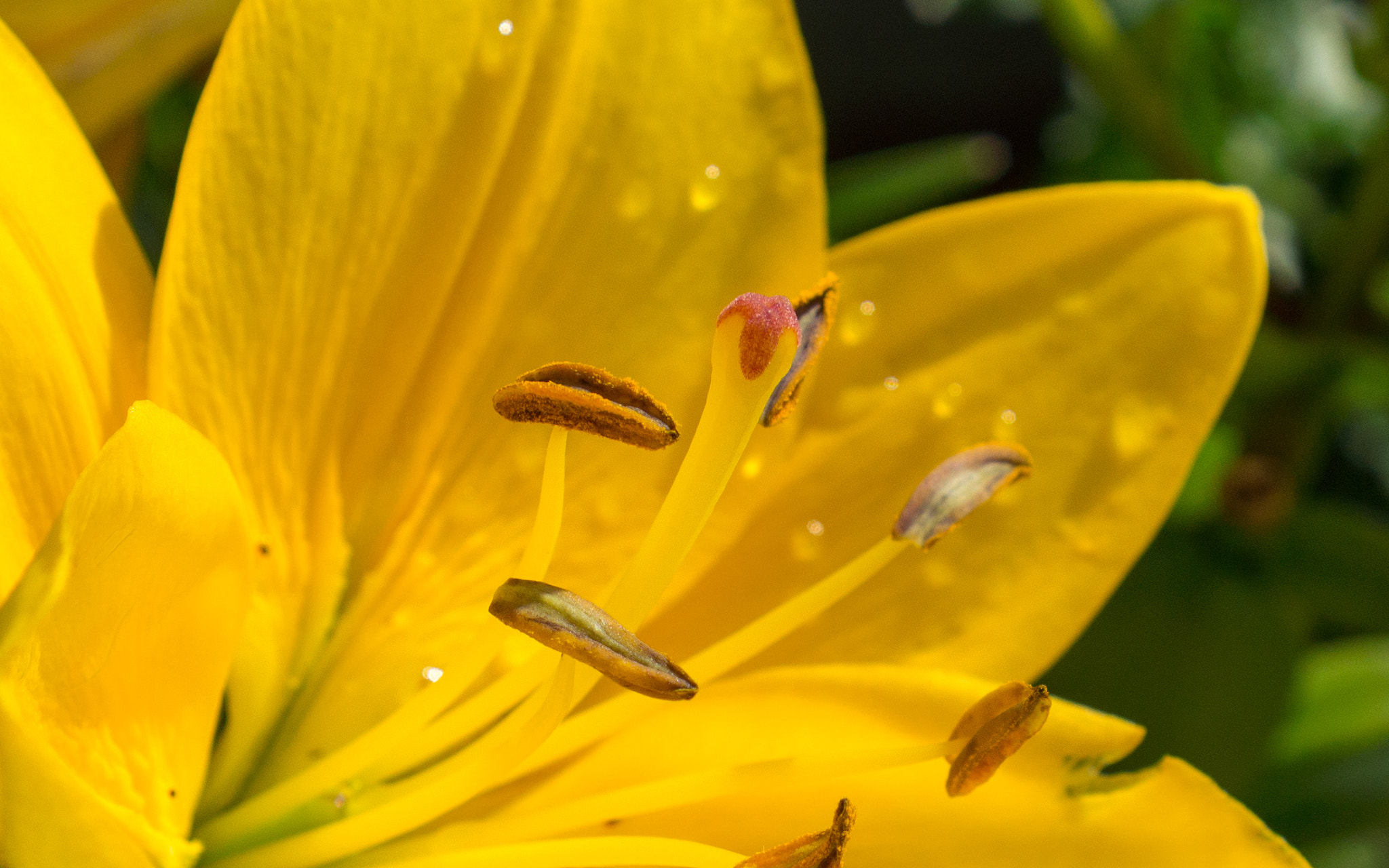 Sony E 35mm F1.8 OSS sample photo. * photography