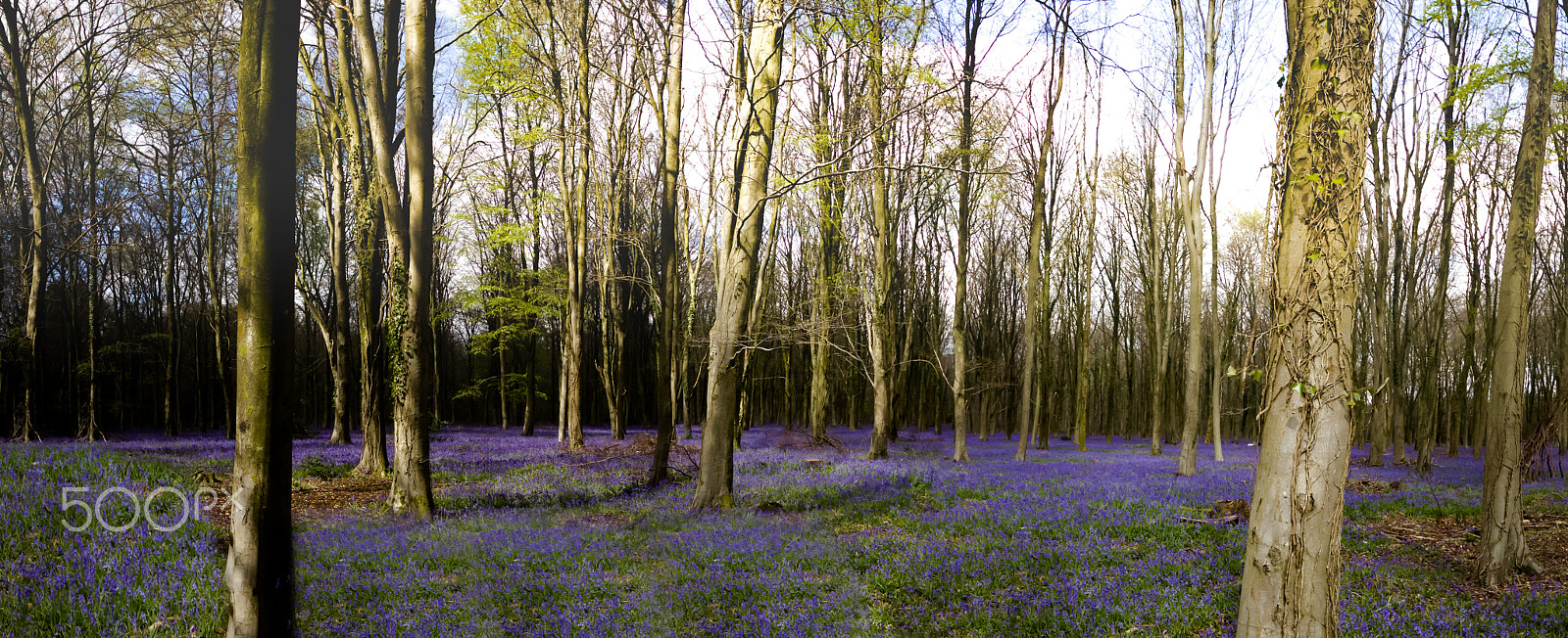 Canon EOS 600D (Rebel EOS T3i / EOS Kiss X5) + Sigma 8-16mm F4.5-5.6 DC HSM sample photo. Bluebells in the woods photography