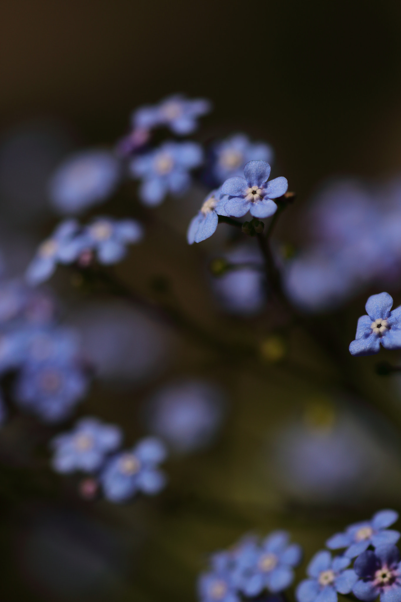 Sigma 70mm F2.8 EX DG Macro sample photo. Spring blue photography