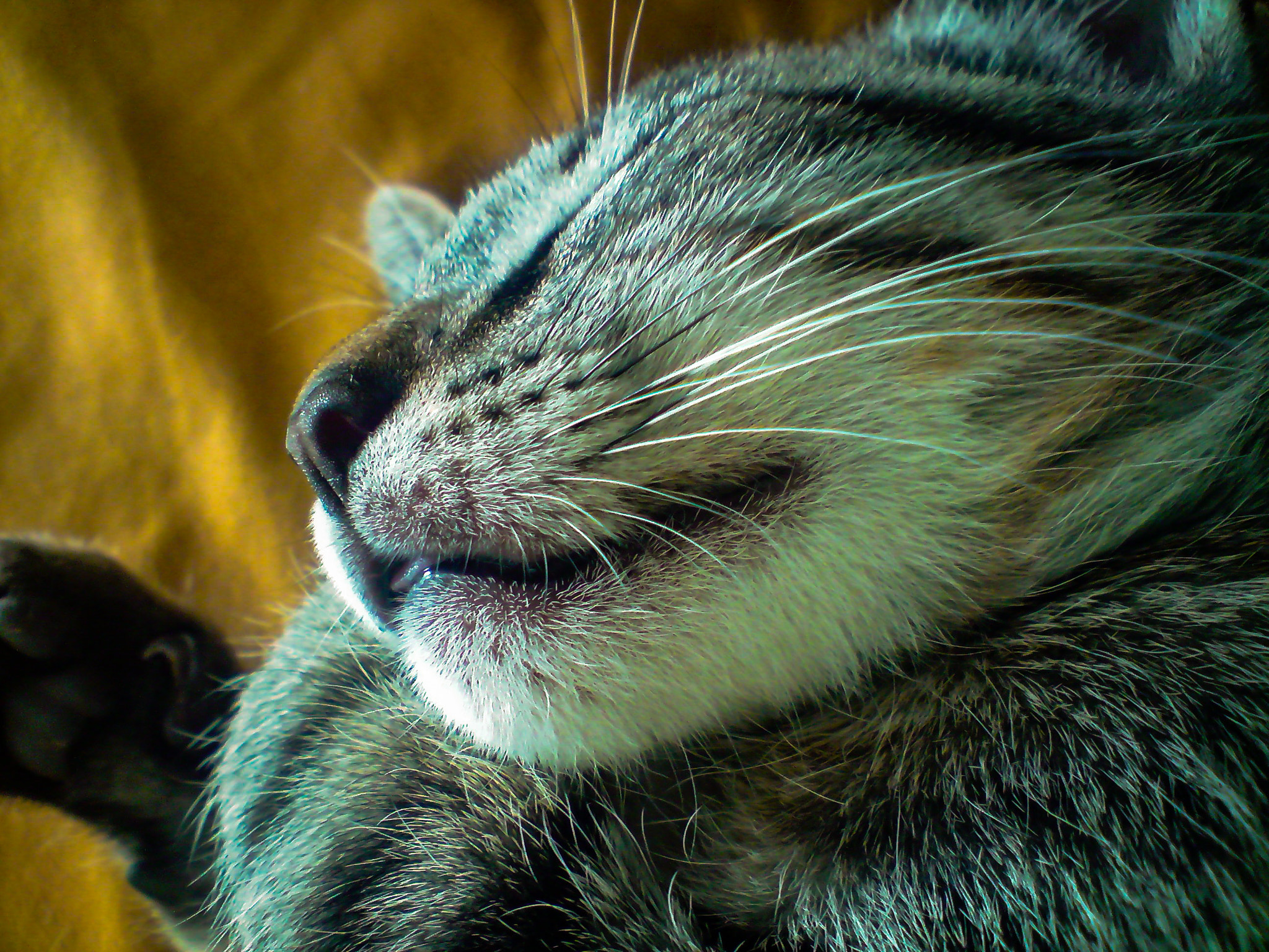 LG KU990 sample photo. Sleeping cat photography