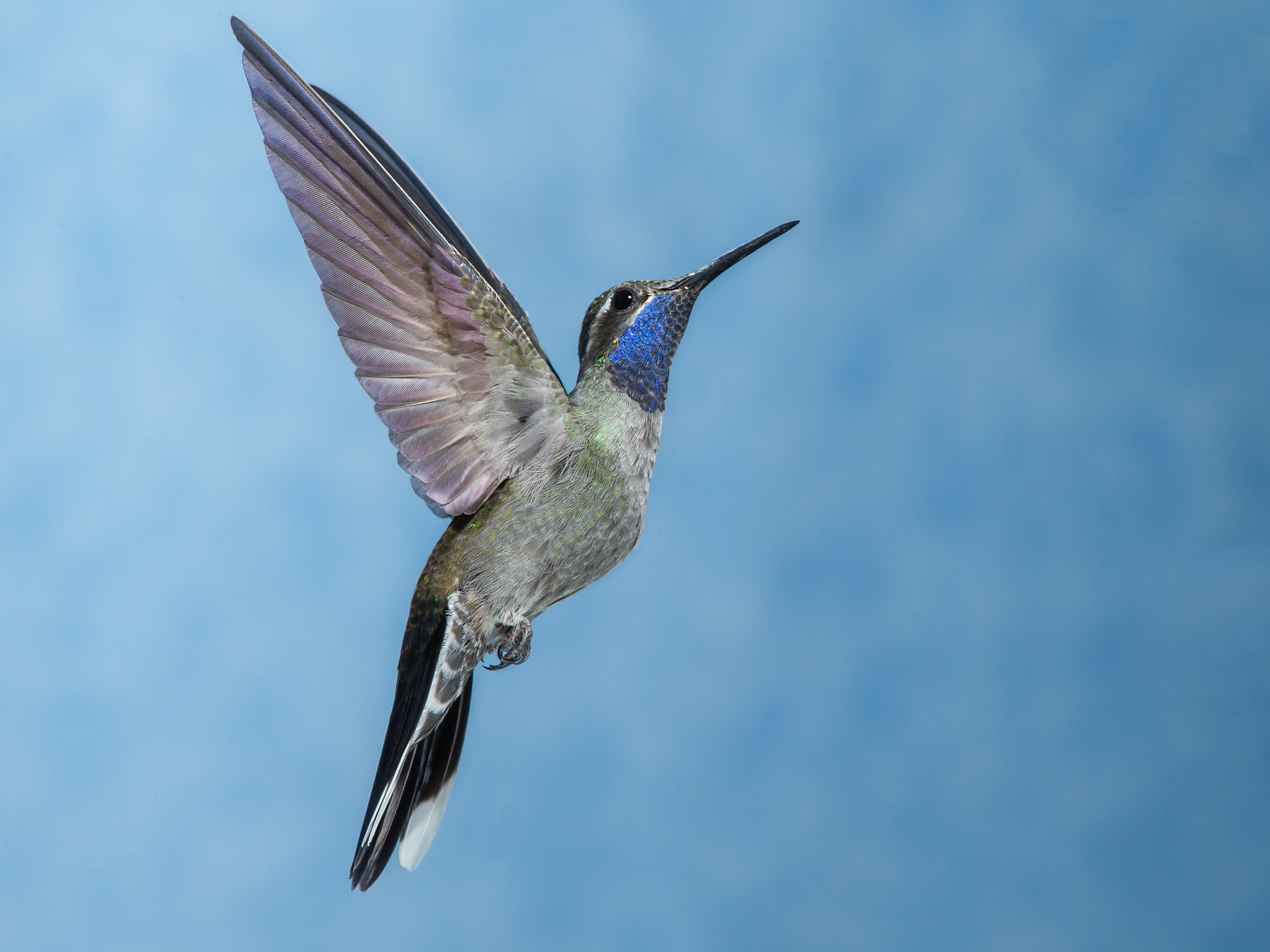 Canon EOS-1D Mark IV + Canon EF 600mm f/4L IS sample photo. Blue-throated hummingbird photography