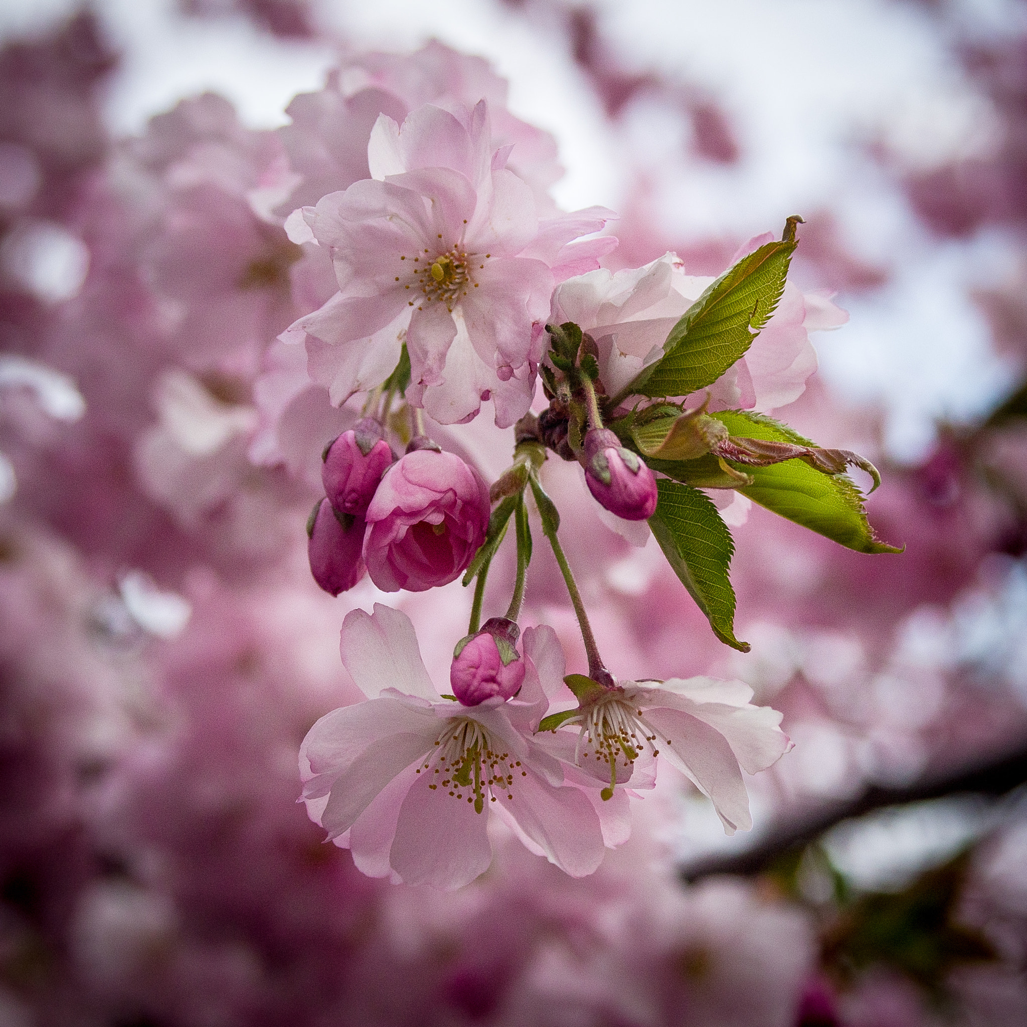 Pentax K-S2 + A Series Lens sample photo. Cherry trees in kungsträdgården photography