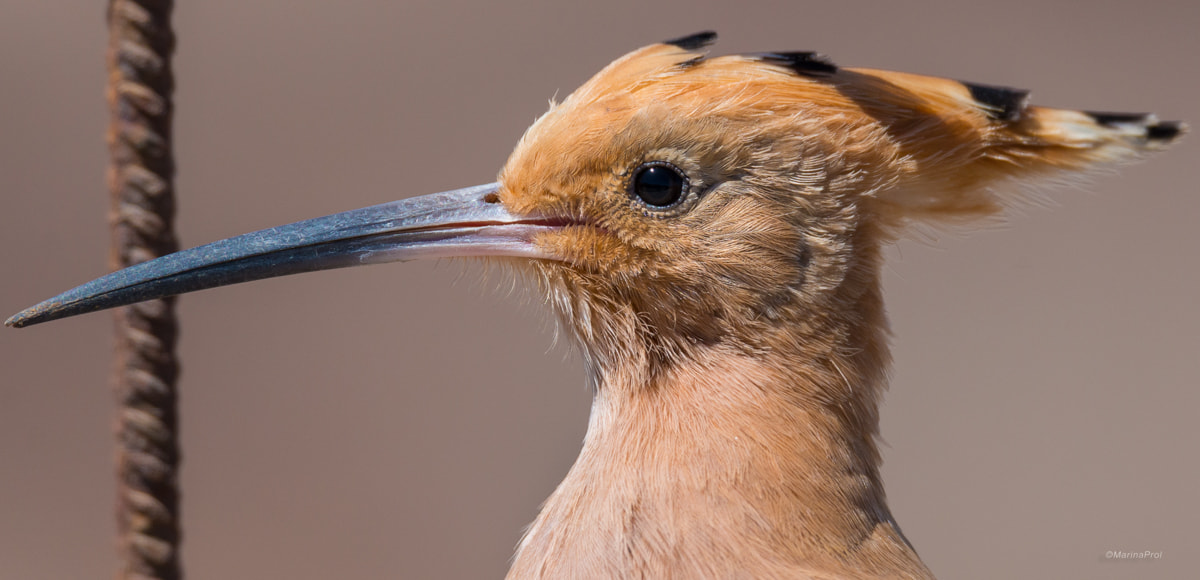Sigma 150-600mm F5-6.3 DG OS HSM | S sample photo. Hoopoe -- abubilla photography