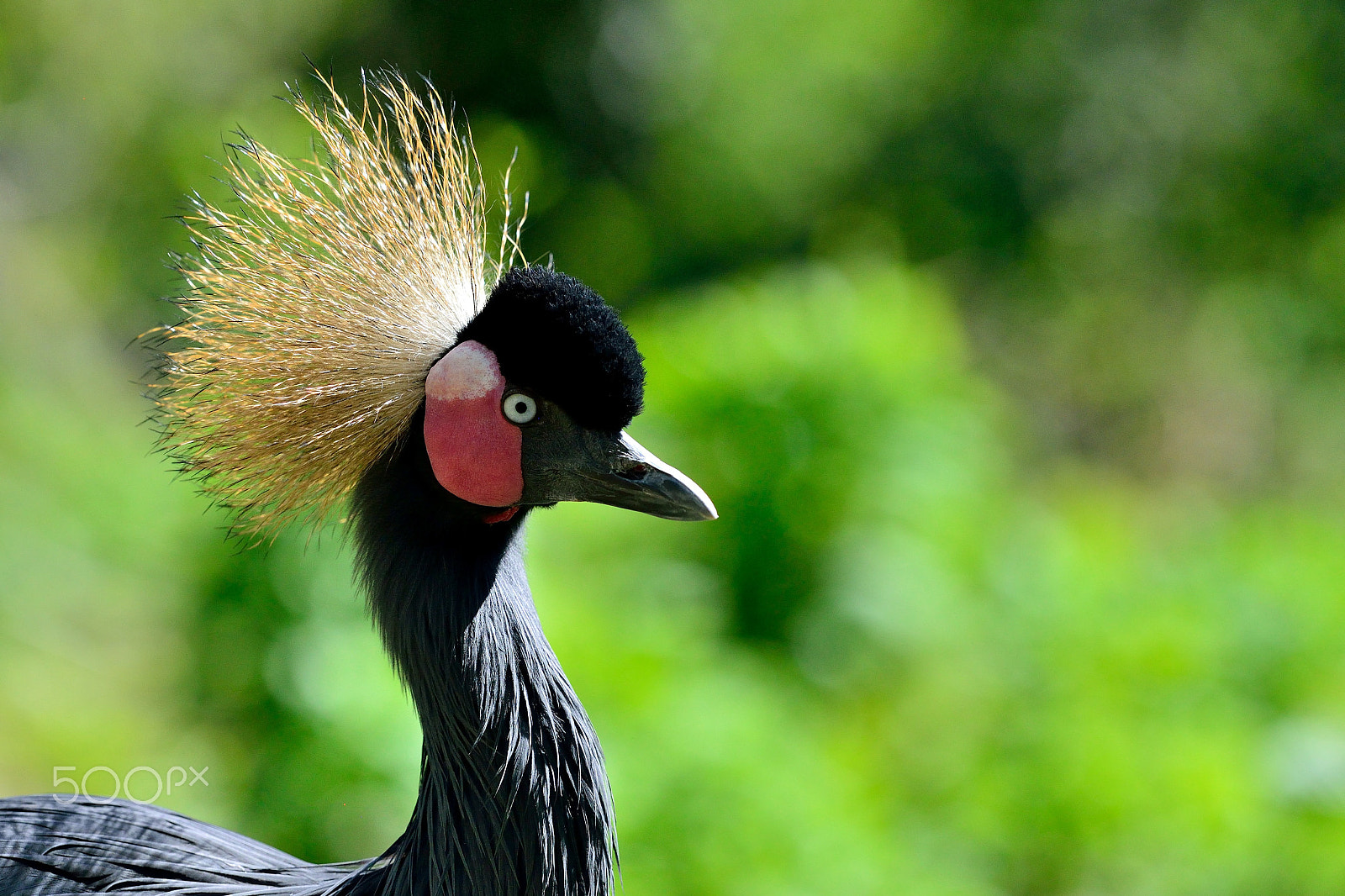 Nikon AF-S Nikkor 200mm F2G ED VR II sample photo. Black crowned crane photography