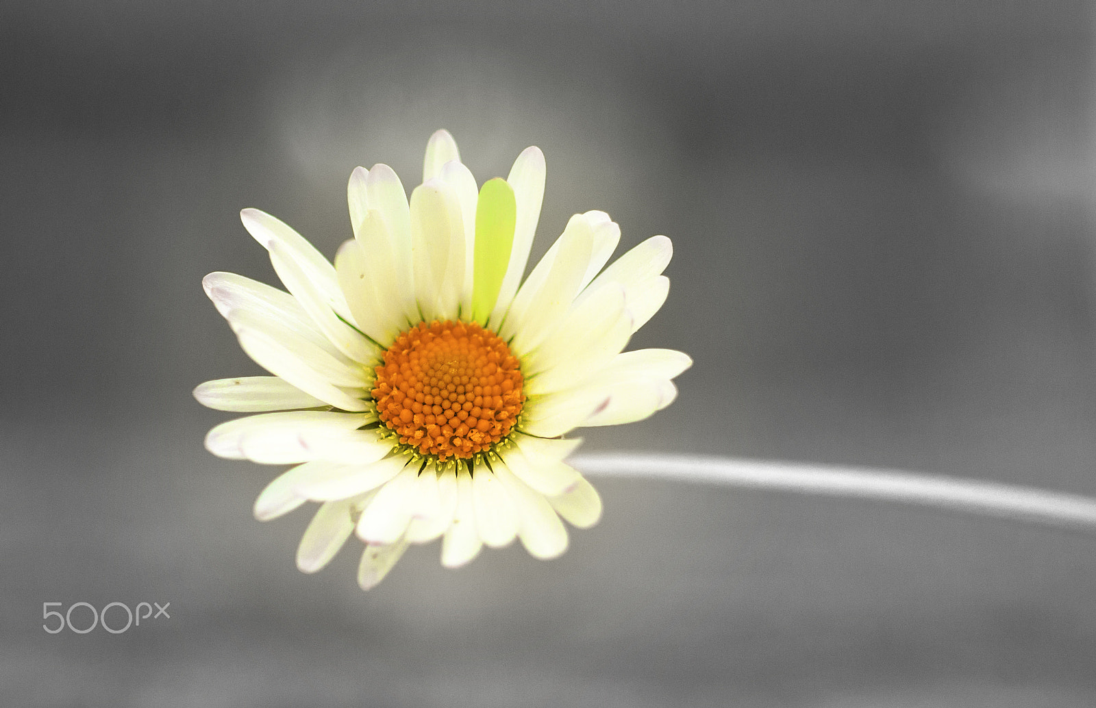 Nikon AF-S DX Micro Nikkor 40mm F2.8 sample photo. Daisy daisy photography
