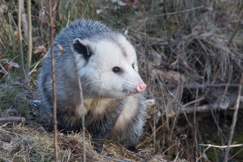 Canon EF 70-200mm F2.8L USM sample photo. Morning opossum photography