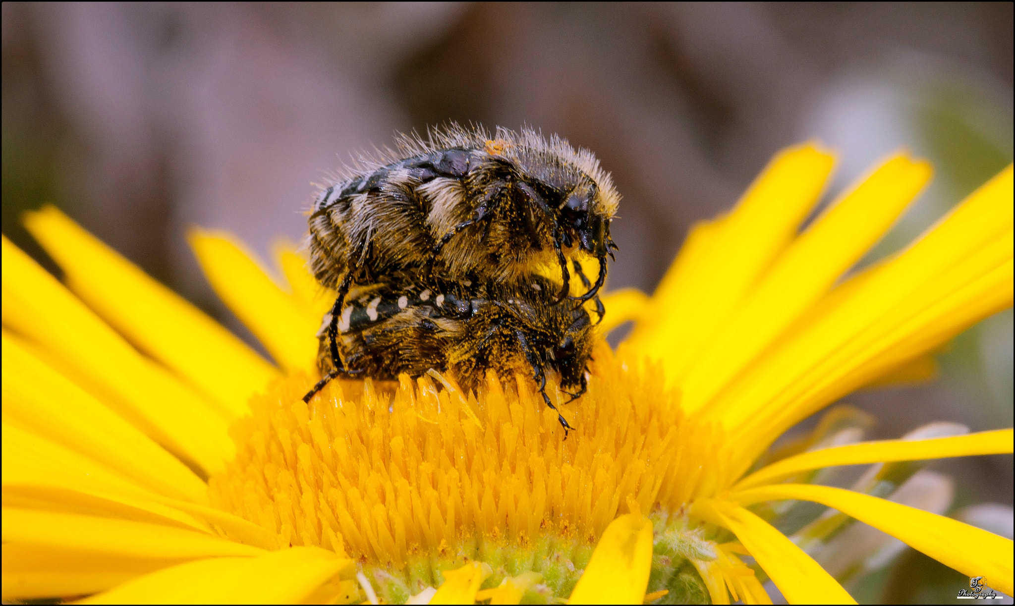 Sigma 105mm F2.8 EX DG OS HSM sample photo. Oxythyrea funesta (escarabajo del sudario) photography
