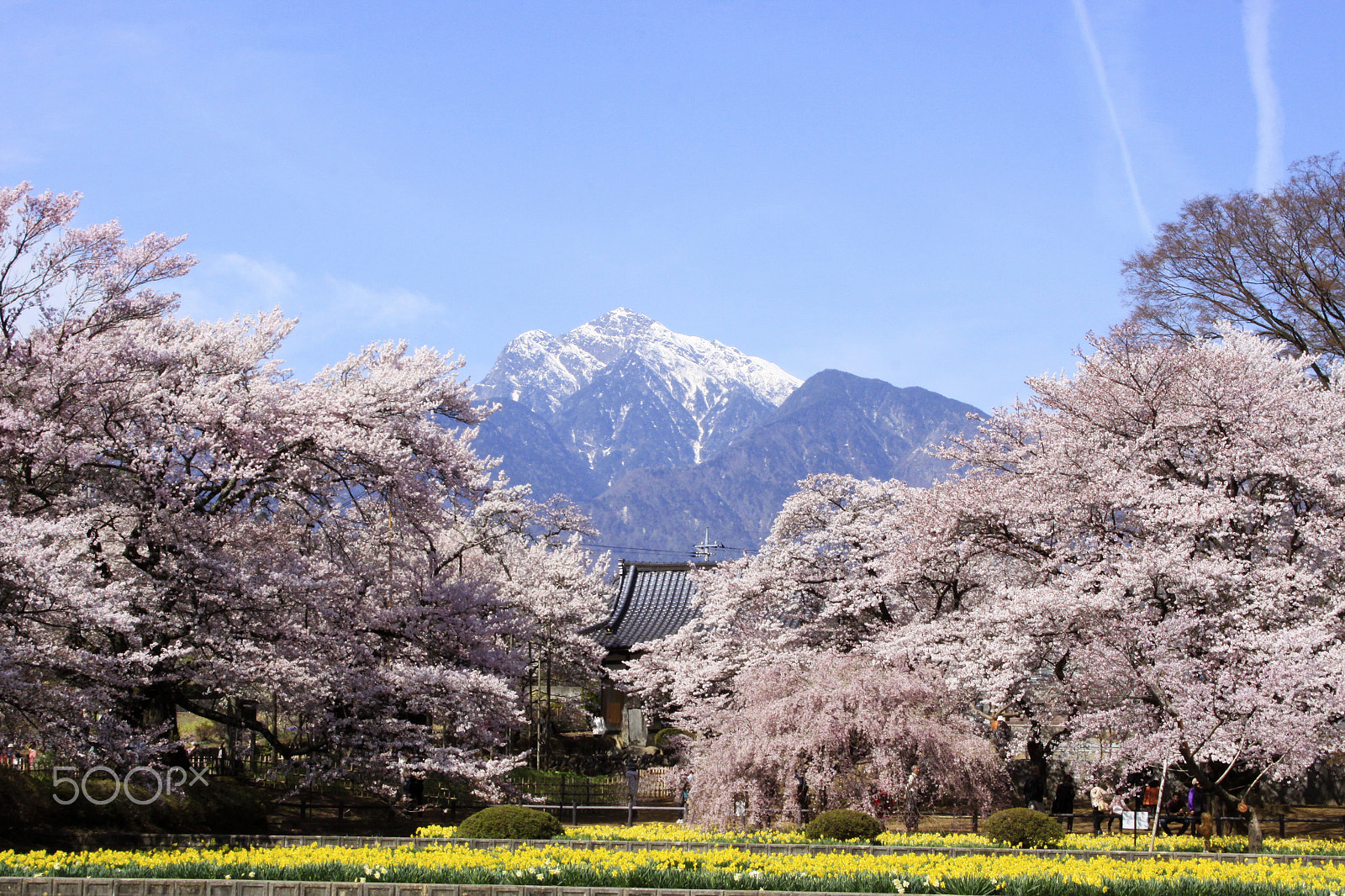 Canon EF-S 18-55mm f/3.5-5.6 USM sample photo. Cherry trees photography