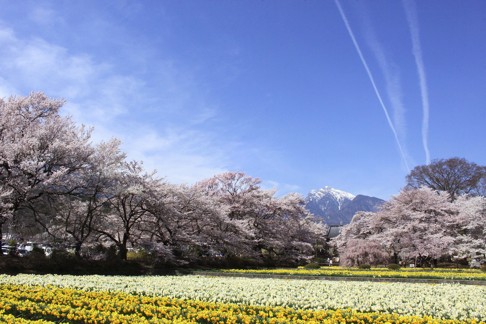 Canon EOS 50D + Canon EF-S 18-55mm f/3.5-5.6 USM sample photo. Cherry trees photography