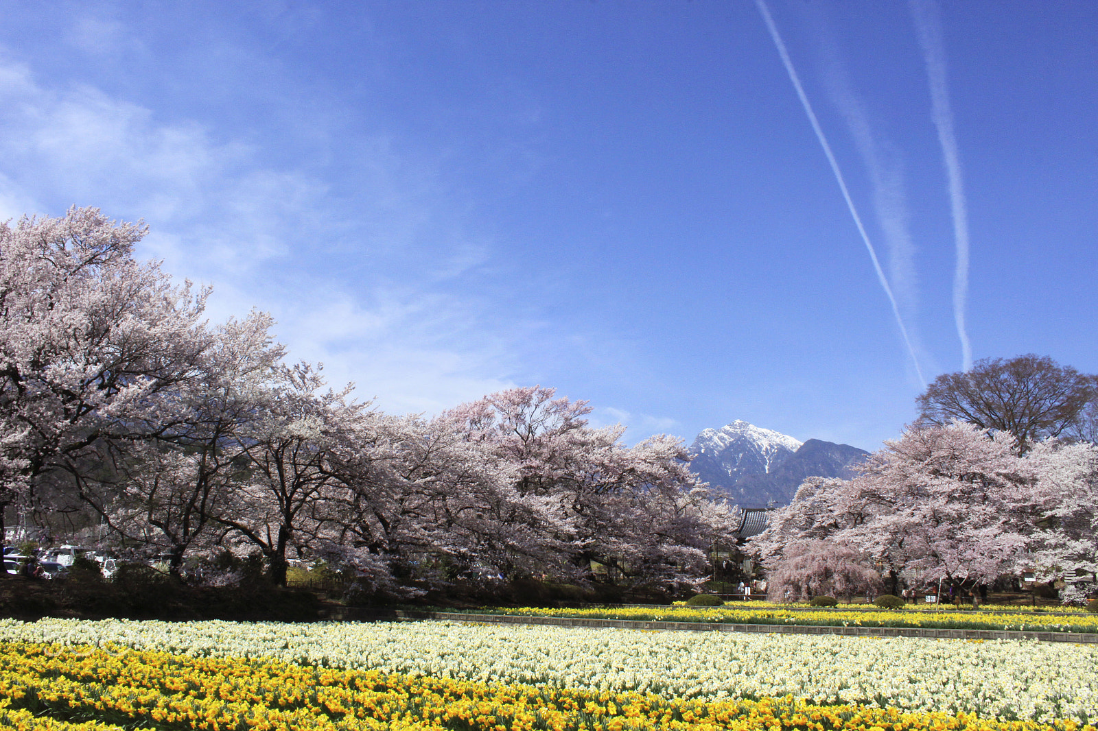 Canon EF-S 18-55mm f/3.5-5.6 USM sample photo. Cherry trees photography